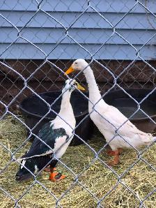 2 male indian runners
