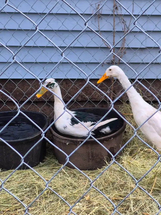 2 male indian runners - Photo 2