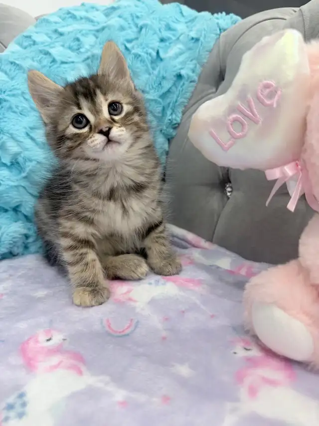 ♡ Siberian Kitten  ♡ health card   sample food ❤️