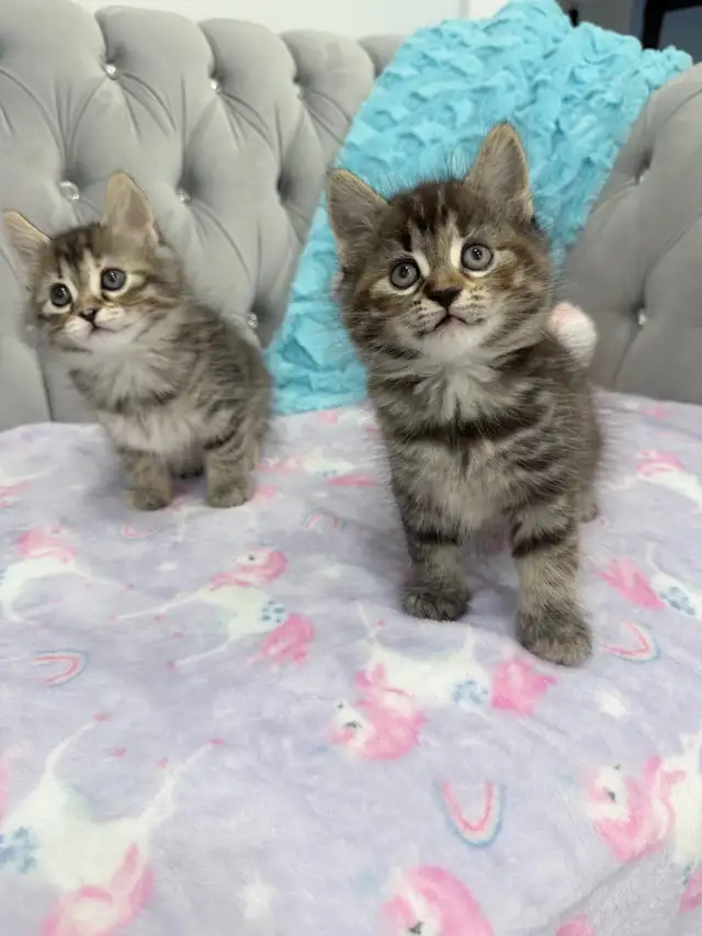 ♡ Siberian Kitten  ♡ health card   sample food ❤️ - Photo 2