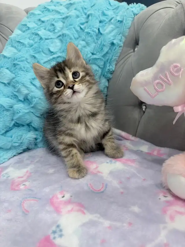 ♡ Siberian Kitten  ♡ health card   sample food ❤️ - Photo 3