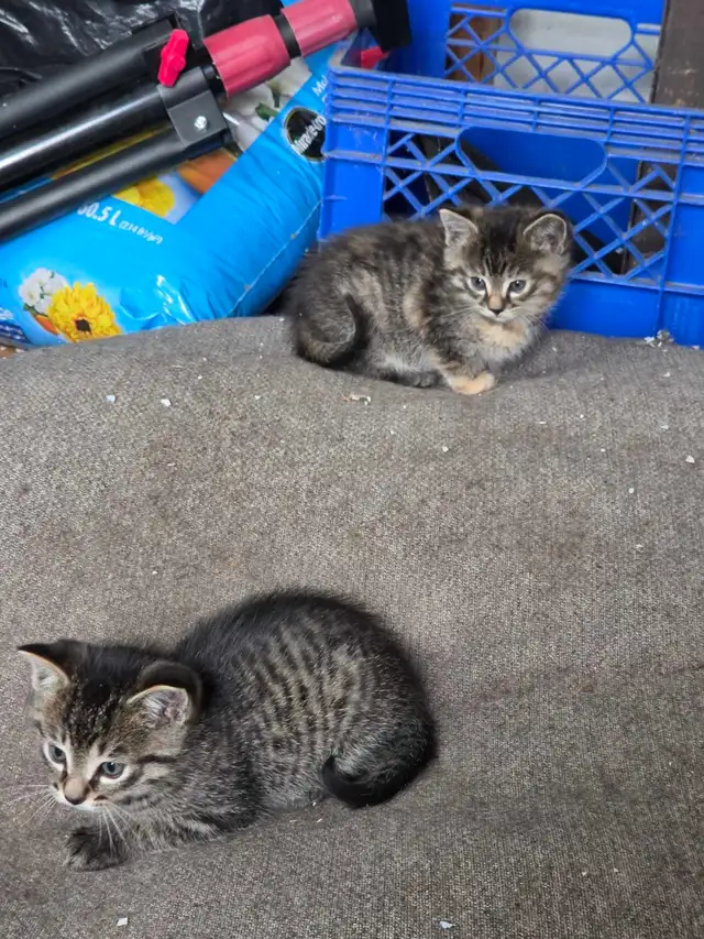 kittens for sale - Photo 2