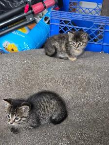 kittens for sale - Photo 2