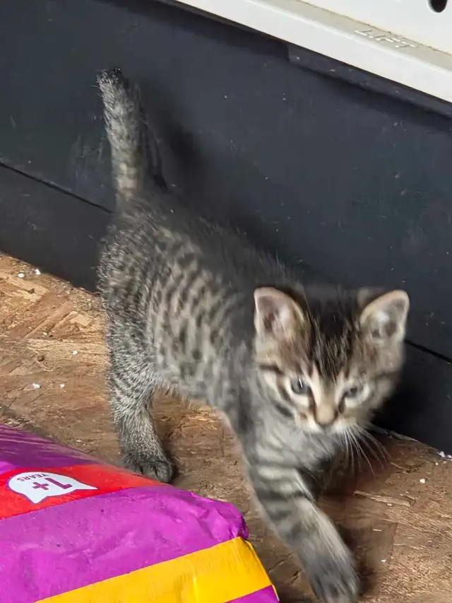 kittens for sale - Photo 3