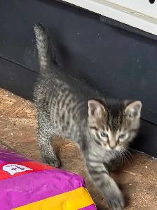 kittens for sale - Photo 3