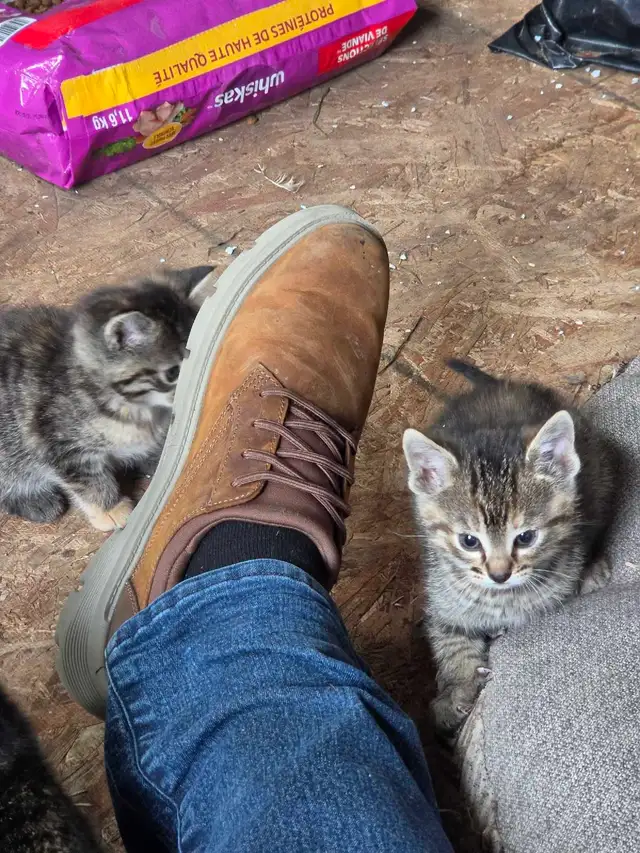 kittens for sale - Photo 4