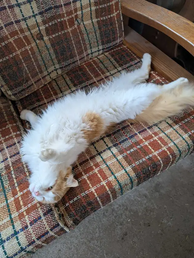 chatte rousse femelle