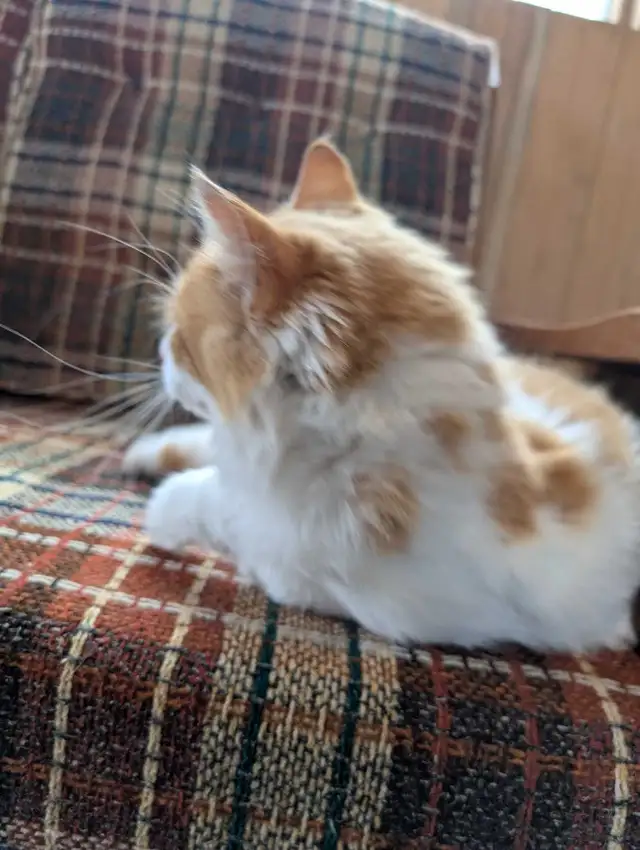 chatte rousse femelle - Photo 2