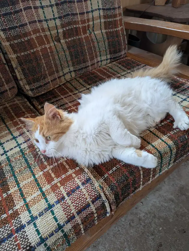 chatte rousse femelle - Photo 3