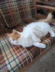 chatte rousse femelle - Photo 3