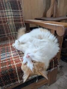 chatte rousse femelle - Photo 4