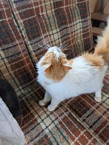 chatte rousse femelle - Photo 5