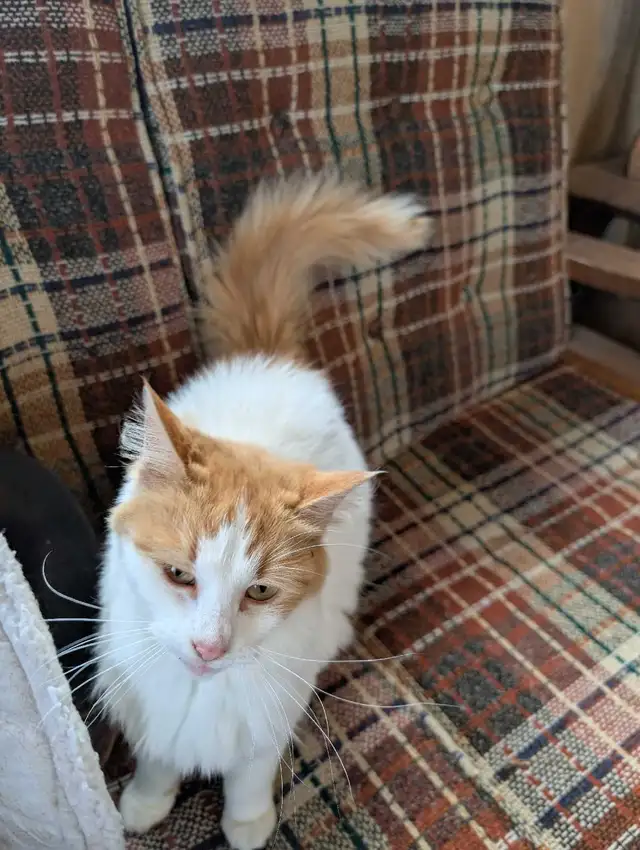 chatte rousse femelle - Photo 6