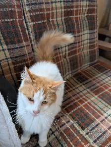chatte rousse femelle - Photo 6