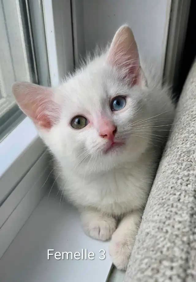 Adorables Petits Chatons ❤️