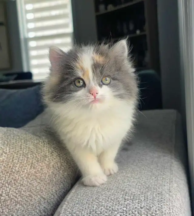 Adorables Petits Chatons ❤️ - Photo 2