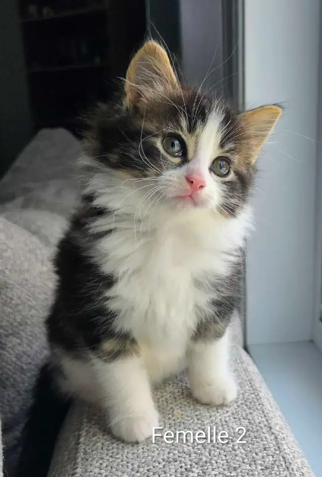 Adorables Petits Chatons ❤️ - Photo 3