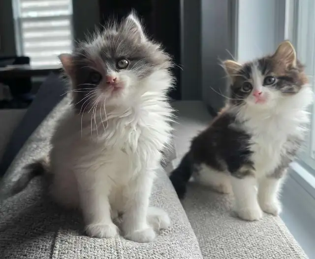 Adorables Petits Chatons ❤️ - Photo 4