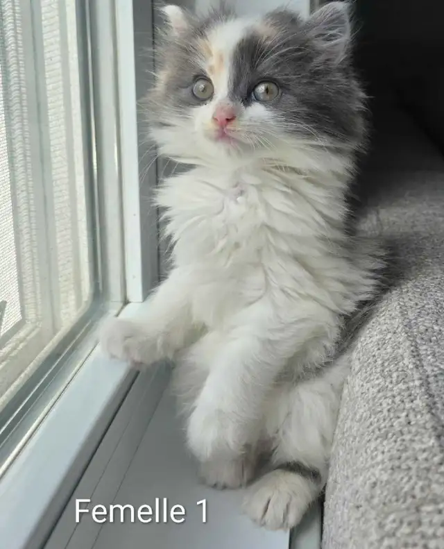 Adorables Petits Chatons ❤️ - Photo 5