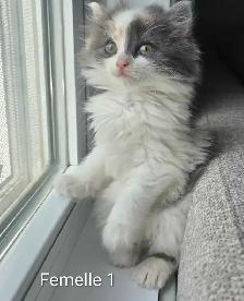 Adorables Petits Chatons ❤️ - Photo 5