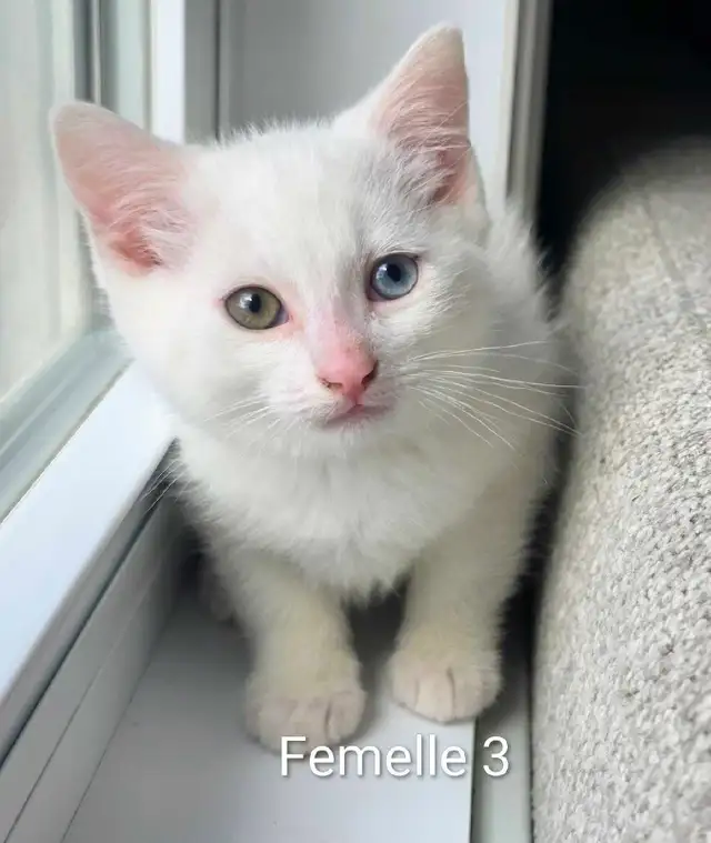 Adorables Petits Chatons ❤️ - Photo 6