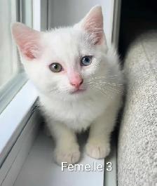 Adorables Petits Chatons ❤️ - Photo 6