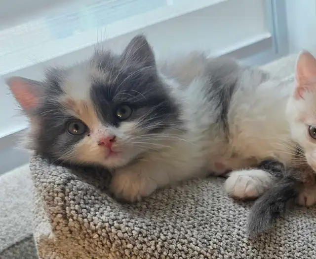 Adorables Petits Chatons ❤️ - Photo 7