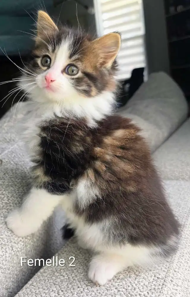 Adorables Petits Chatons ❤️ - Photo 8