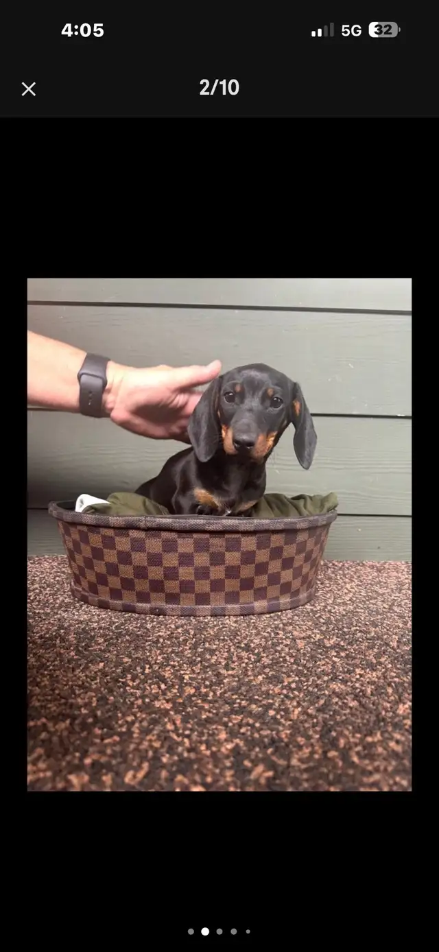 dachshund puppy - Photo 2