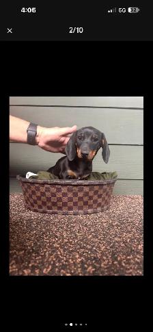 dachshund puppy - Photo 2