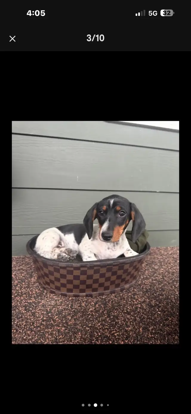 dachshund puppy - Photo 3