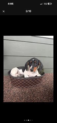 dachshund puppy - Photo 3