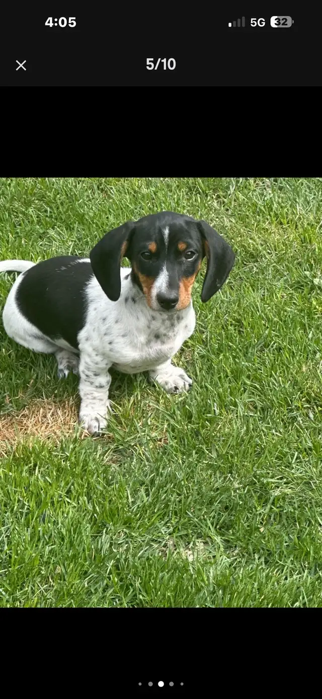 dachshund puppy - Photo 4