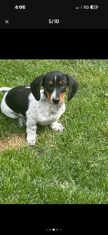 dachshund puppy - Photo 4