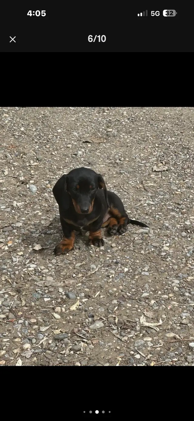 dachshund puppy - Photo 5