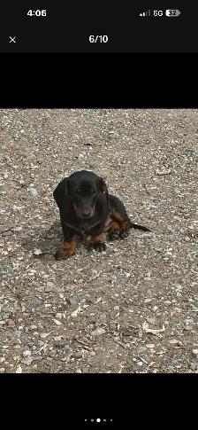 dachshund puppy - Photo 5