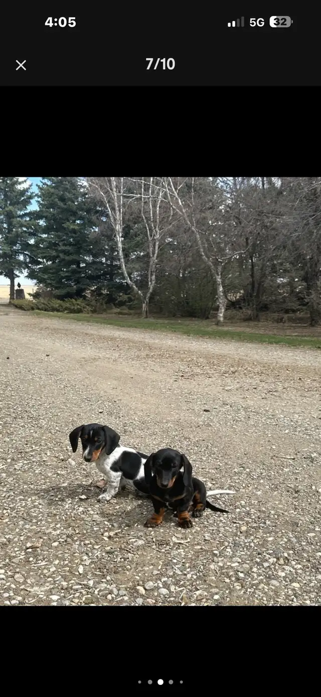 dachshund puppy - Photo 6