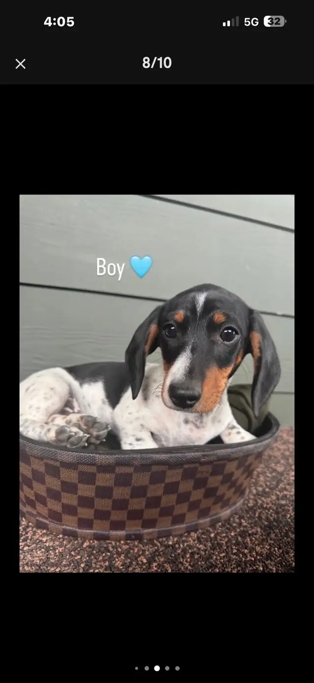 dachshund puppy - Photo 7