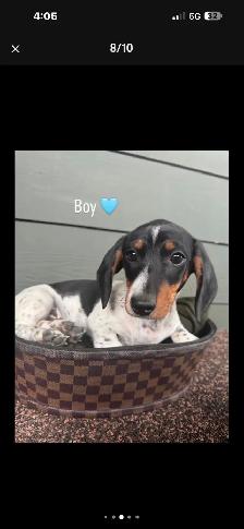dachshund puppy - Photo 7
