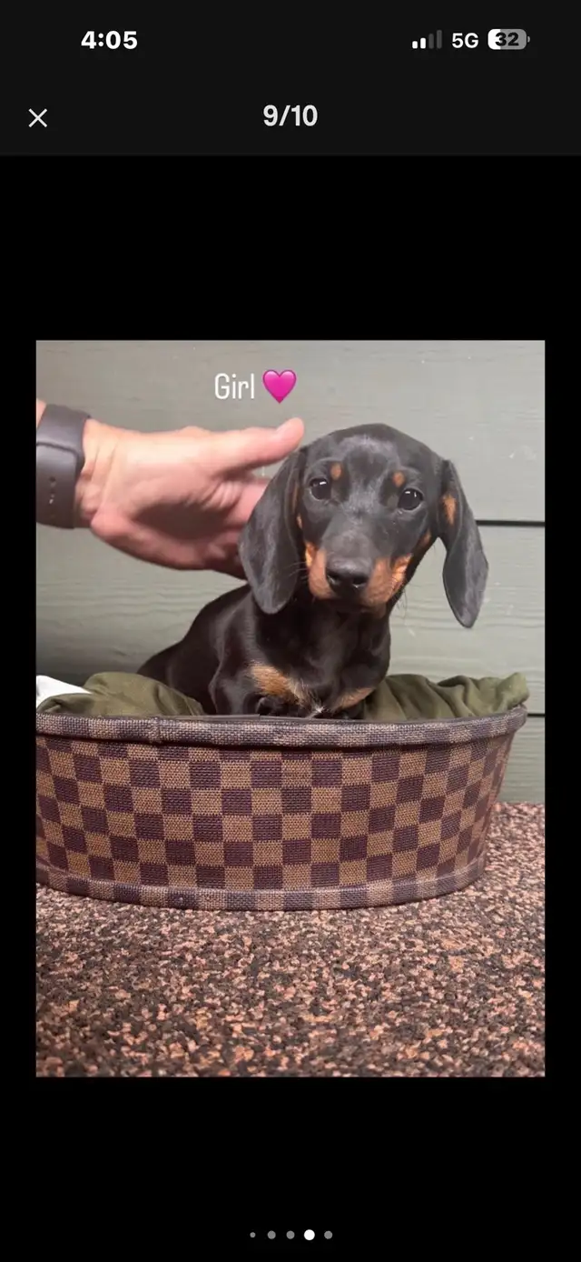dachshund puppy - Photo 8