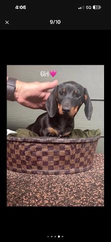 dachshund puppy - Photo 8