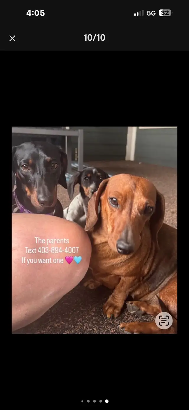 dachshund puppy - Photo 9