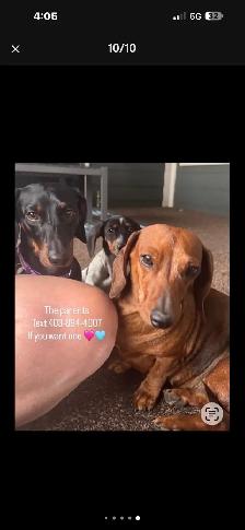 dachshund puppy - Photo 9