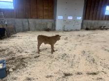 Calf for Sale