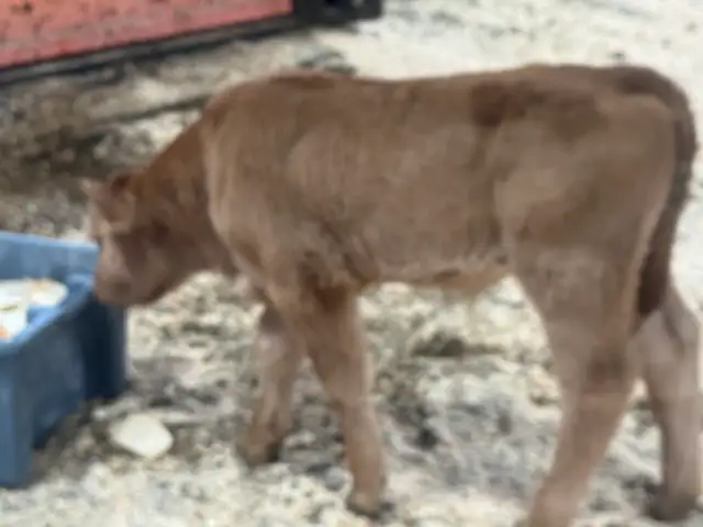 Calf for Sale - Photo 2