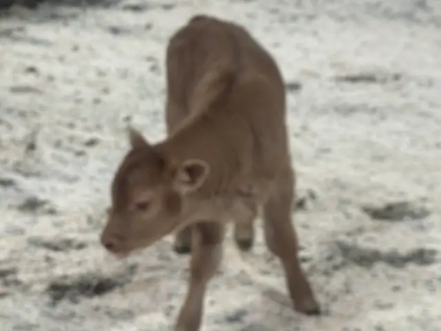 Calf for Sale - Photo 3