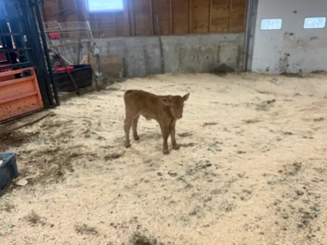 Calf for Sale - Photo 4