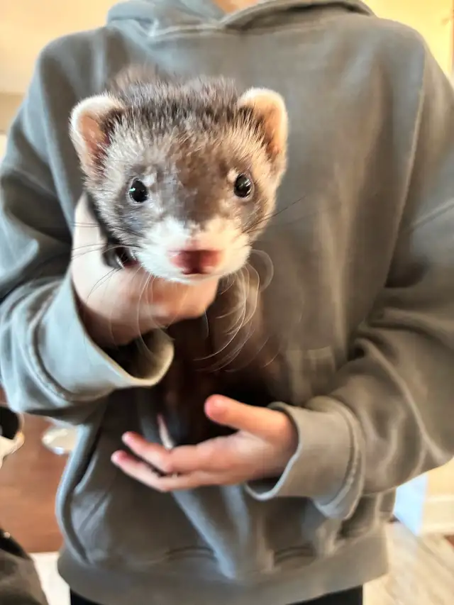 Furet mâle 3mois Carnet Santé