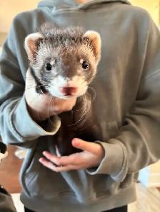 Furet mâle 3mois Carnet Santé