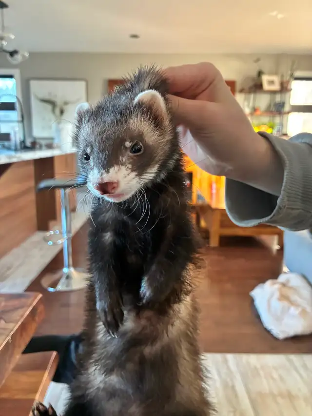 Furet mâle 3mois Carnet Santé - Photo 2